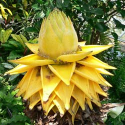 Plátano enano chino, flor de loto dorada